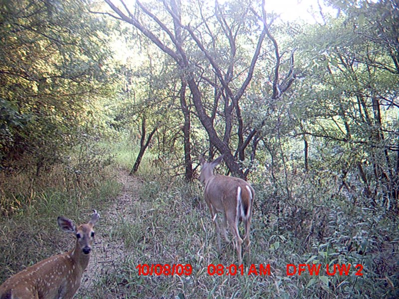 White-tailed Deer - There and Back Again