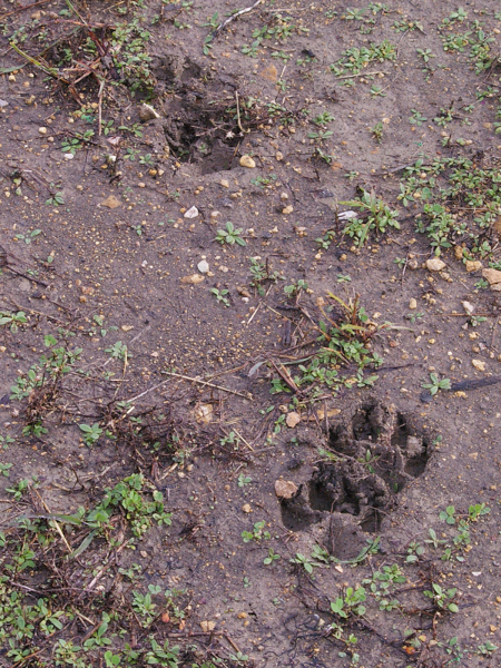 Coyotes tracks in the fresh mud.