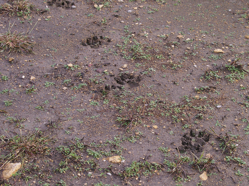 More mud. More Coyote tracks.