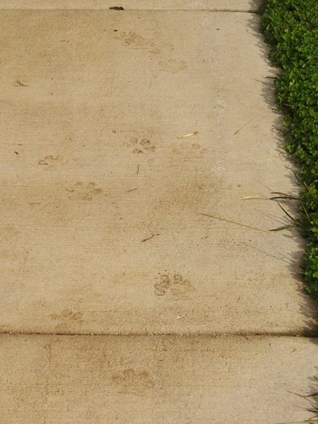 Coyote paw prints on a sidewalk.