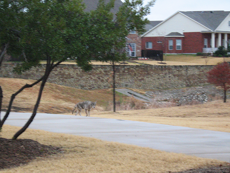 We observed this Coyote on a drizzly morning in Carrollton, Texas. Overcast and rainy weather seems to give Coyotes a little more confidence about moving around during daylight hours. Perhaps they feel like the poor light and resulting lower visibility gives them more cover.