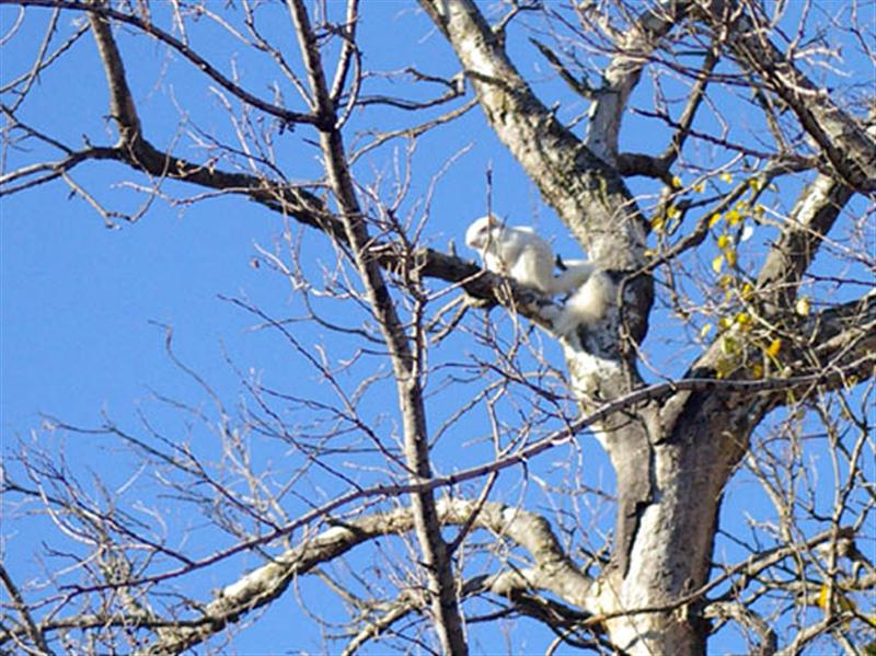 This time I didn't have to wait long for the albino squirrel to reemerge. He came out of his nest and then quickly scampered up the tree to this higher vantage point.