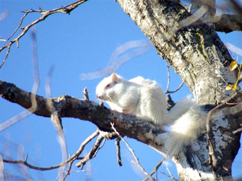 A closer look at the rare albino Fox Squirrel in Denton, Texas.