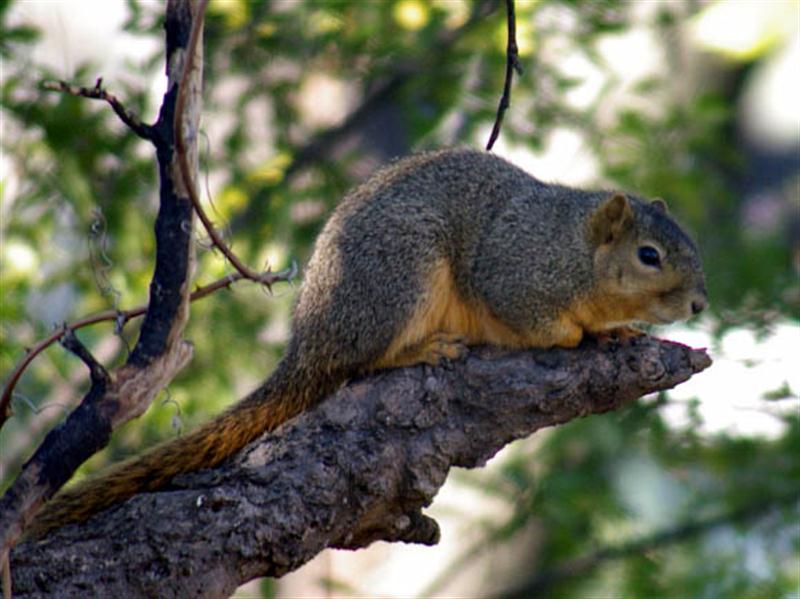 I managed this photograph of a normal Fox Squirrel just before I left. This fellow is big and fat and healthy looking!