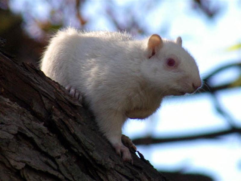 I watched the first albino for almost an hour as he generally stayed to far away from me to photograph. I was alerted to the arrival of the second albino when I heard him barking at me from a branch just above where I was sitting. This is a picture of the second albino squirrel I had seen that morning.