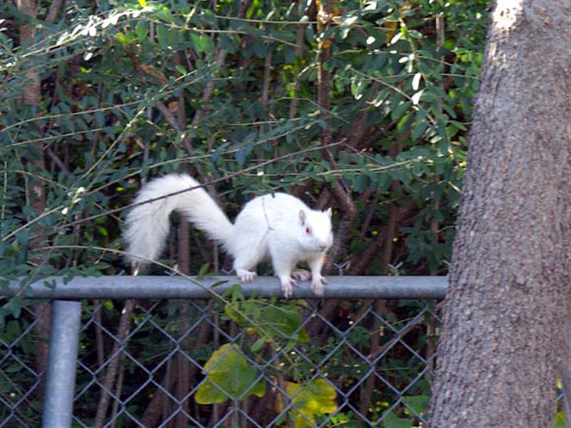 After tiring of barking at me, the squirrel made its way down to the chain-link fence. From there the squirrel visited a spot at the base of the tree where I had placed a pile of mixed nuts.