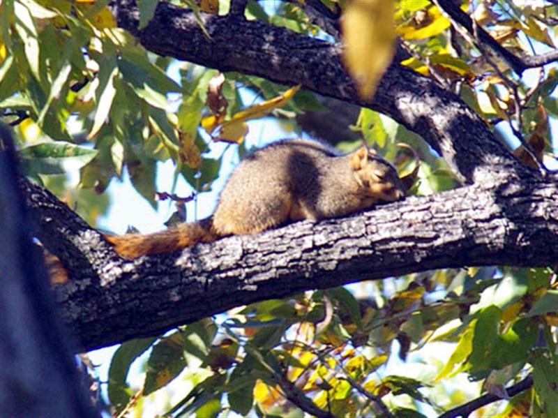 Again, I saw a number of normal Fox Squirrels in the vicinity, including the soundly sleeping individual in this photograph.