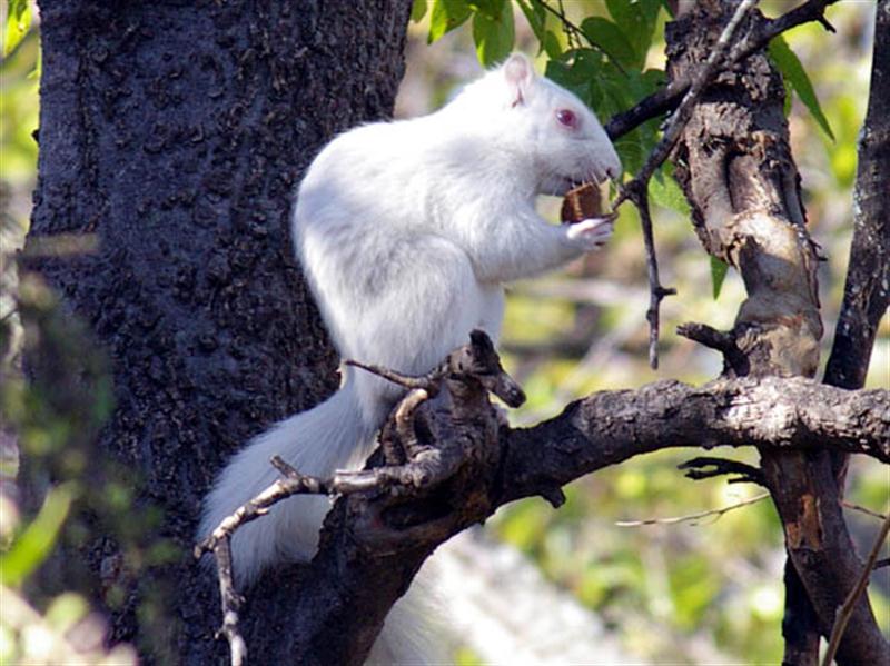 These squirrels are true albinos. Note the pink eyes, and the absolute lack of pigment in the fur and skin.