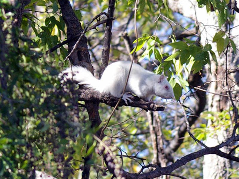 The white squirrels are terribly beautiful. Albino Fox Squirrels are extremely rare, and it is thought that their white fur makes them more visible, and therefore more vulnerable to predation. Reportedly, these are not the first albino squirrels in Denton. In 2003 an albino was found closer to the center of the UNT campus where it thrived for nearly 3 years until it was eaten by a hawk sometime in 2006. With luck, the genetics for albinism are now well established in the Denton squirrel population. Hopefully, there will be many more of these charming creatures even if something unfortunate does happen to the current pair.
