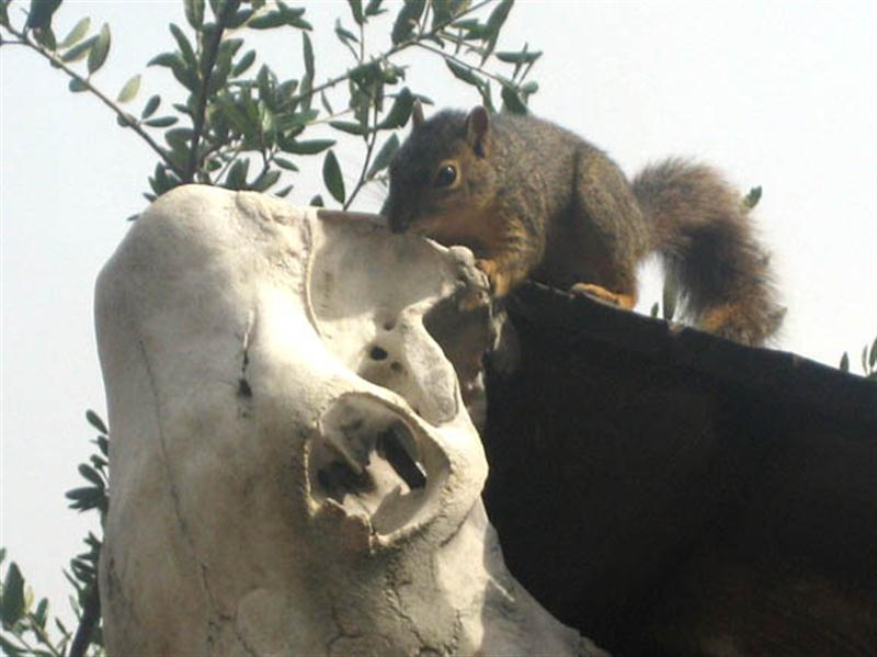 As we watched the Fox Squirrel began to gnaw on a ridge of bone near the back of the cow skull.