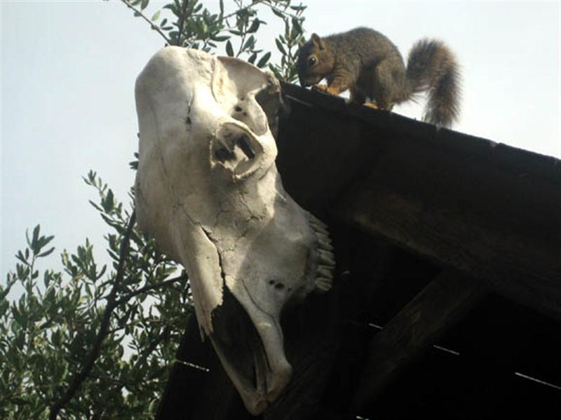 After just a few moments the squirrel stopped gnawing on the skull, and backed away.