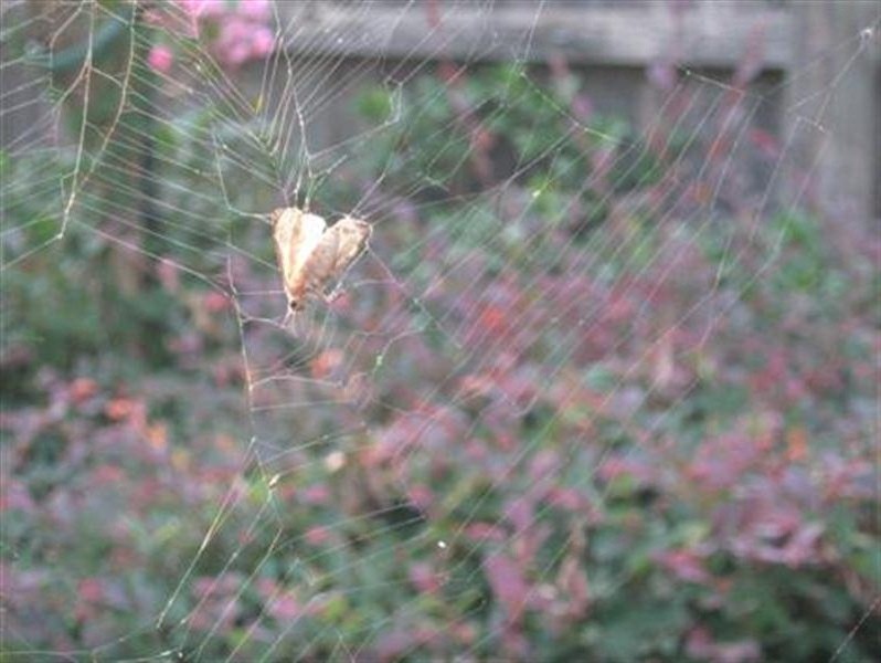 A closeup of a moth of some kind caught in the spider's web.