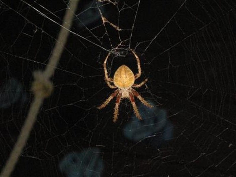 Here's our spider sporting various shades of light browns, dark browns, and blacks.