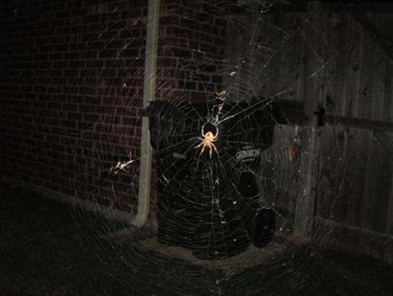 The spider and its web.