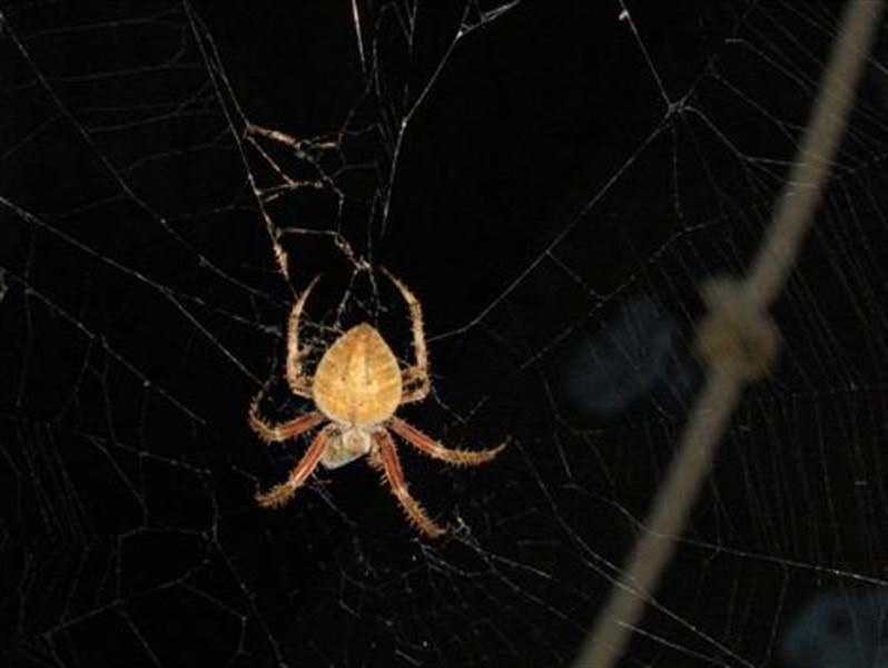 The spider has completed wrapping its prey in webbing, and may be injecting its victim with more venom.