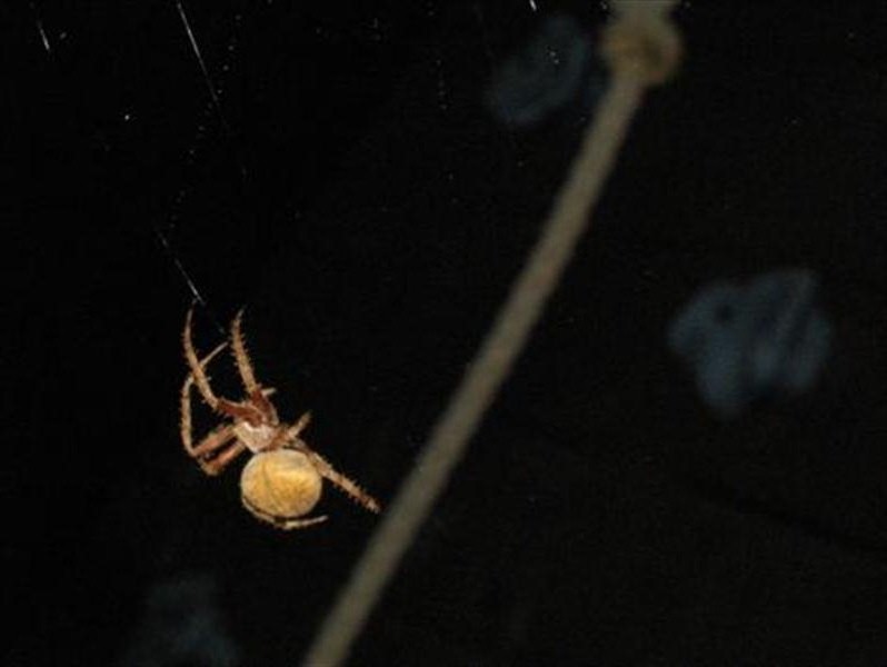 The next several pictures are of the spider building a new web.