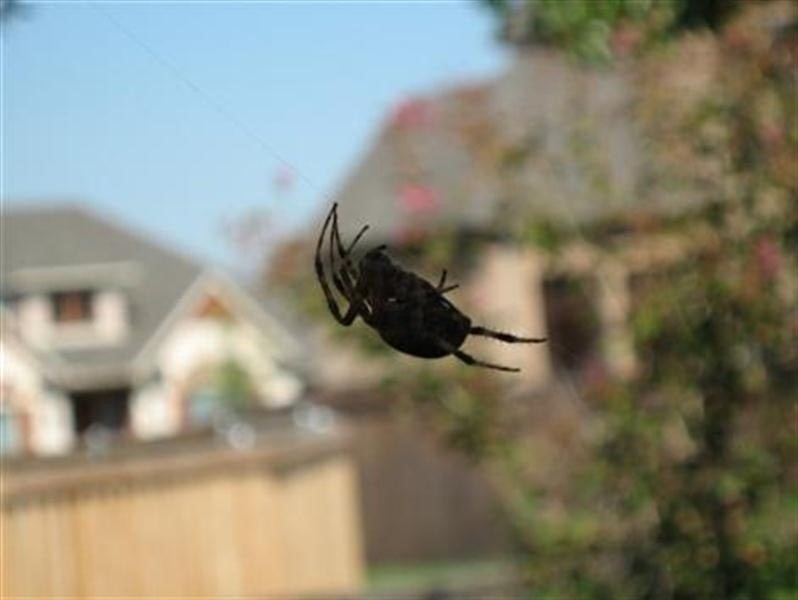 A daytime picture of the large orb weaver.