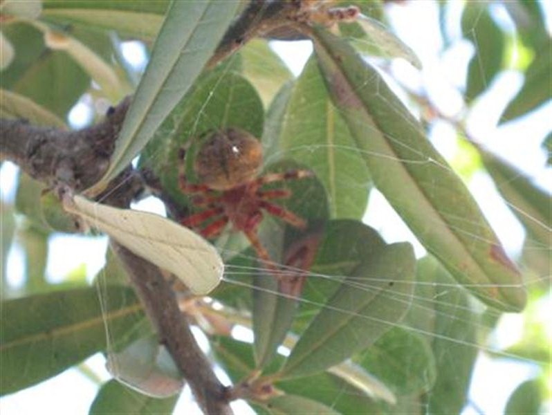 During the day the spider was often absent from the center of the web. At these times, the spider could usually be found hunkered down under the the cover of leaves in a nearby tree.