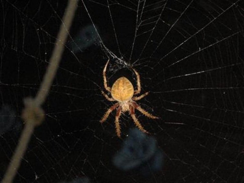 Another night, and the spider is back at its post in the center of the web again.