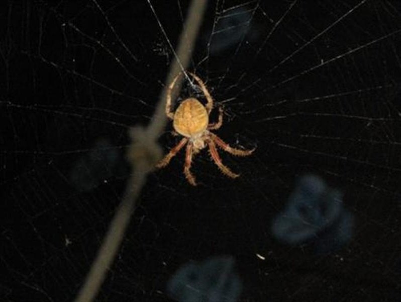 This time the spider carried the cocooned bug back to the center of its web.