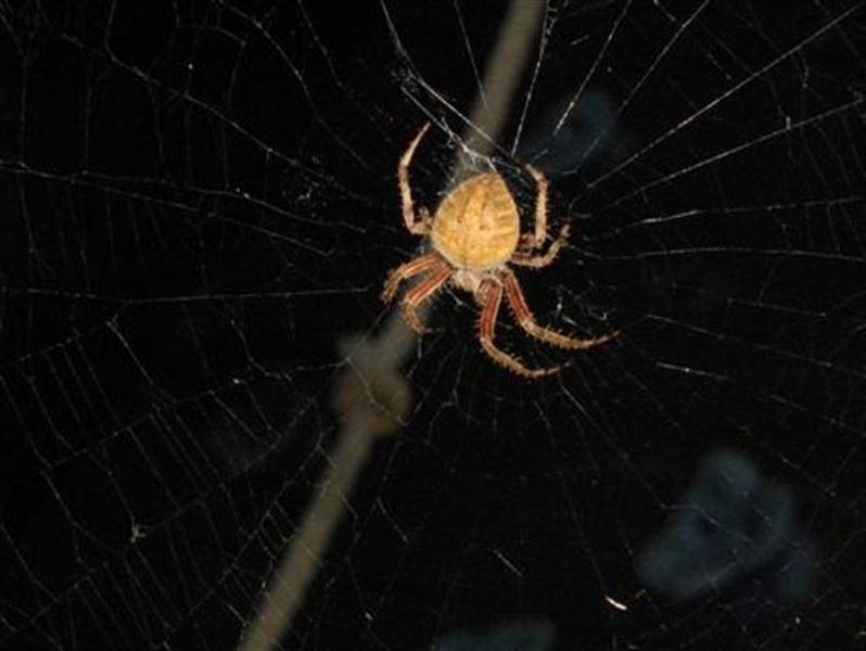 Back to the center of the web to await more prey!