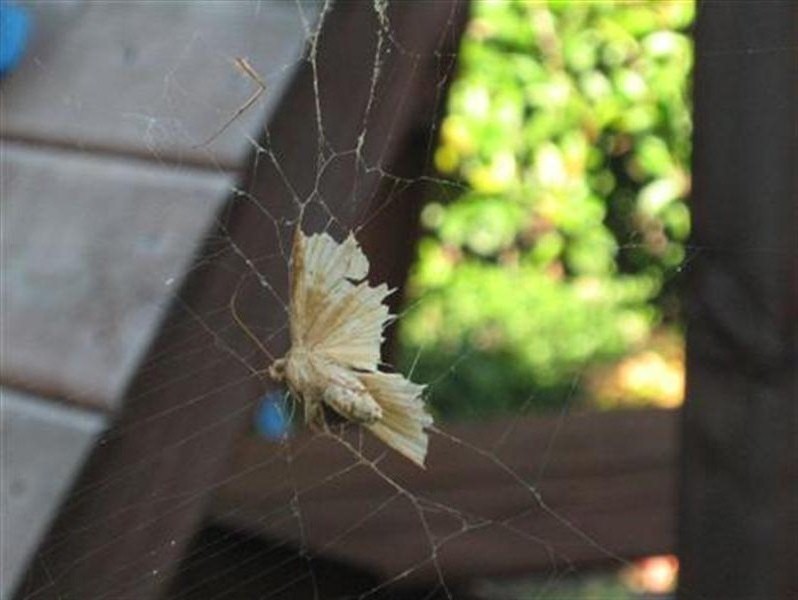 Fluttering attracted me to this large, white moth trapped in the spider's web. I don't believe the spider has been alerted to the moth's presence as of yet.