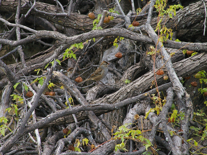 White-crowned Sparrow - Brush Pile