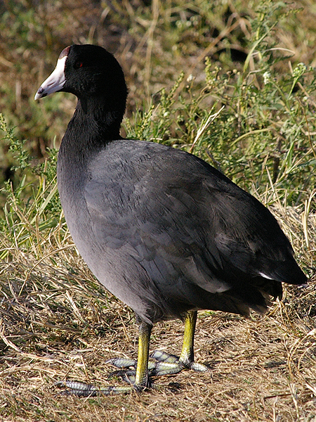 American Coot - A Day at the Lake