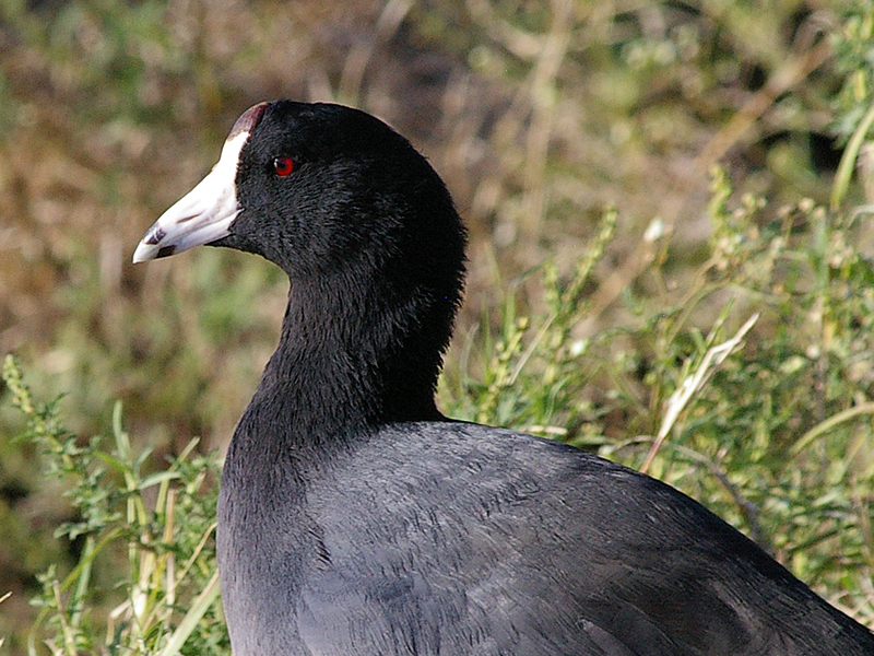 American Coot - A Day at the Lake