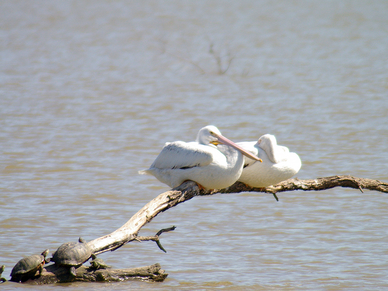 American White Pelican – Migration Break