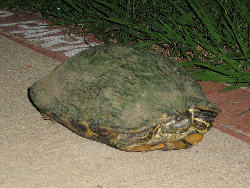 Red-eared Slider - Out of Place