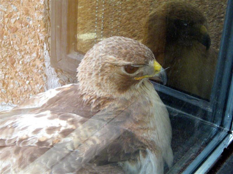 A closeup of our Red-tailed Hawk. Notice, again, how tightly it has tucked itself into the corner of the ledge.