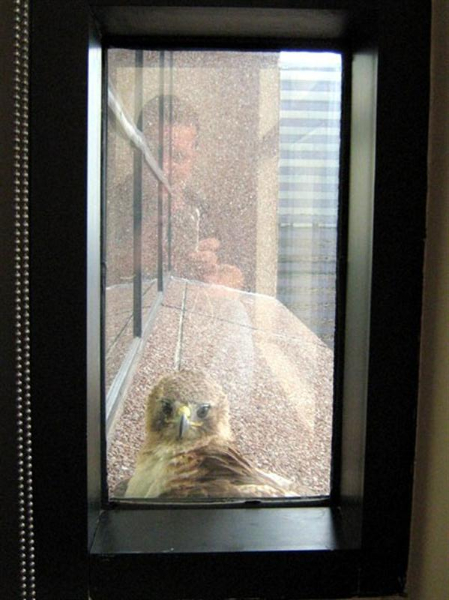 Another photo for context. Notice the black window frame, and my reflection in the window glass. At times, the hawk would look right at me through the glass. At these times it seemed to be at least vaguely aware of my presence.