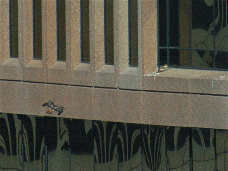 The second hawk has swooped down, and is now approaching the ledge from below. Note the distinctive red tail on the approaching bird. Also noticeable in this photograph is the fact that the two birds have different coloration. The bird on the ledge is lightly colored with large patches of white, while the bird in the air is a much darker brown in color.