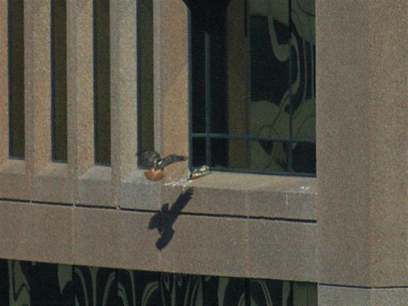 The second hawk about to land. The piece of paper it is carrying is not visible in this picture.