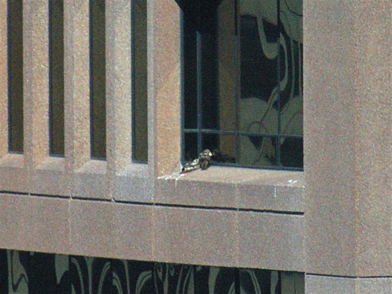 Whenever the dark-colored hawk would arrive with paper, the two birds would take turns manipulating the paper before finally allowing it to drop off the side of the building. That is what is going on in this picture. The dark hawk seems to be trying to interest the other bird in the piece of paper he has brought. On a previous occasion I witnessed the dark hawk bring silver, foil covered paper (obviously a fast food wrapper). Another time, two sheet of white paper were brought at the same time. All pieces of paper were eventually allowed to blow off the ledge as we watched.