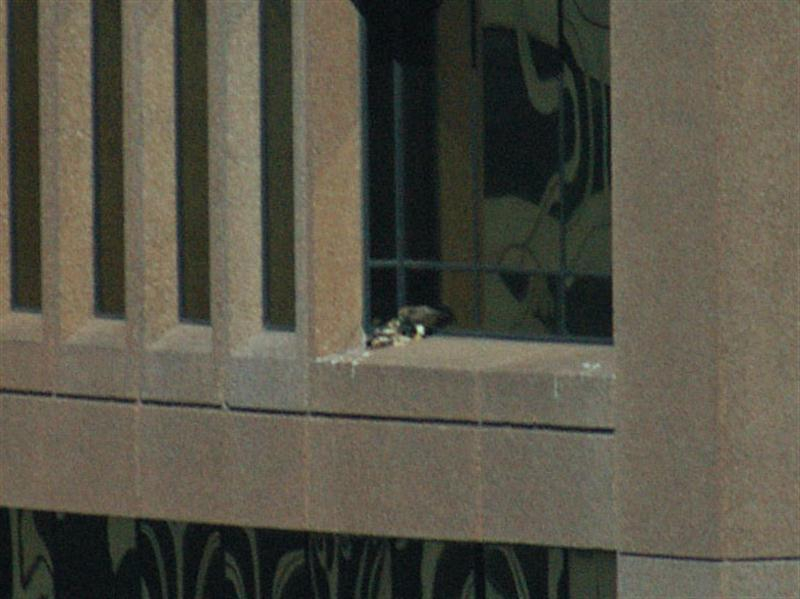 In this picture the piece of paper has started to get away from the two birds, and is now sliding down the ledge just below the feet of the dark-colored hawk. The most obvious explanation for this type of behavior might be that the two birds are attempting to nest on the ledge. Unfortunately, if this is the case, the ledge in a poor choice for a nesting location. Because the ledge is smooth and sloped, any nesting material is likely to slide off the edge.