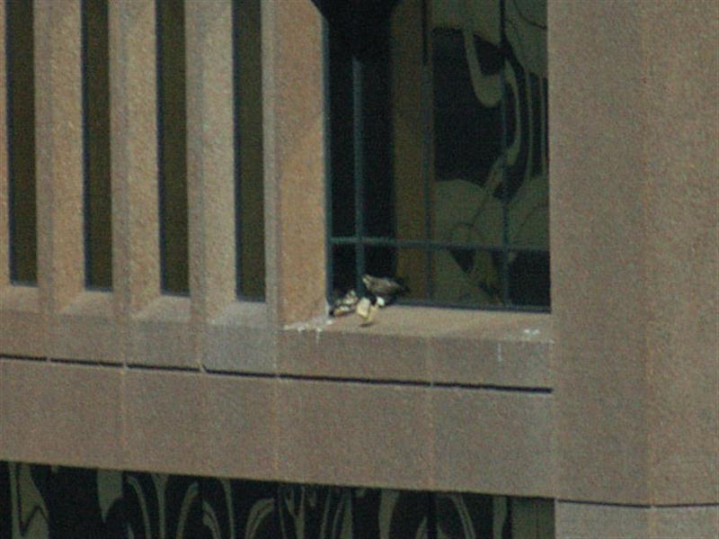 The wind continued to whip the paper around on the ledge before finally blowing it off the ledge. The two bird seem to be watching the paper intently as it moves around on its own. 