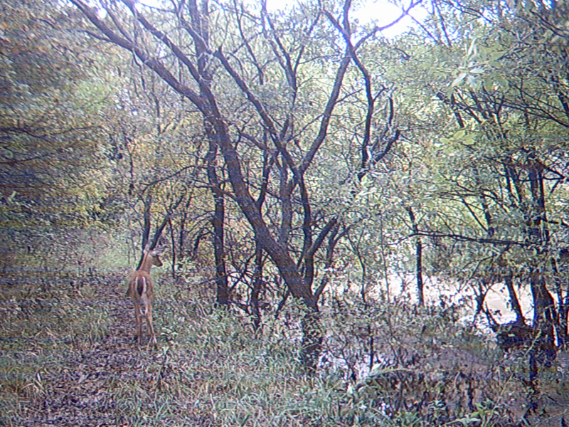 White-tailed Deer - Flood Waters
