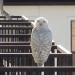 News - Snowy Owl in Downtown Dallas, and Maybe Fort Worth