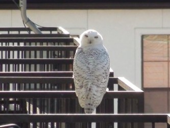 Snowy Owl in Downtown Dallas, and Maybe FortWorth