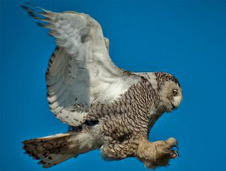 Apparent Rare Snowy Owl Shows Up In Dallas Area