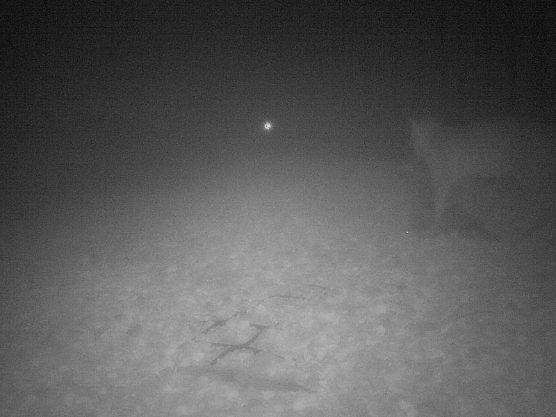 A Bobcat, possibly carrying a prey animal in its mouth.  The heavy fog makes it difficult to be sure.
