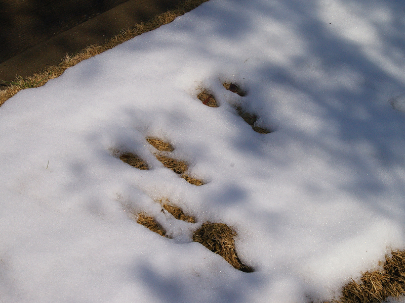 Eastern Cottontail - Snow Prints