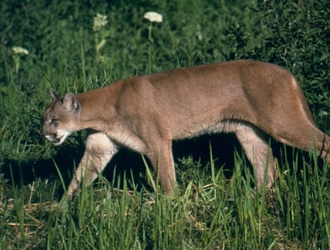 Frisco Mountain Lion Lookout