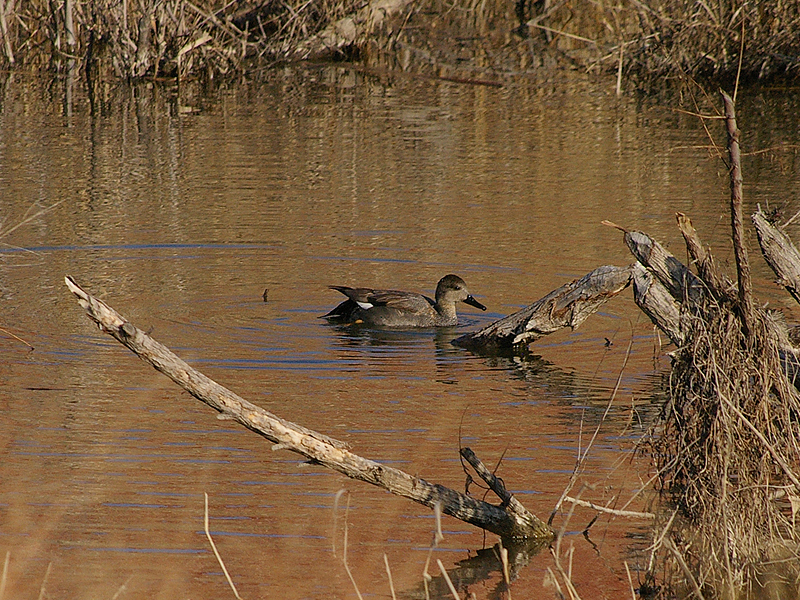 A male Gadwall in Carrollton, Texas.  This male is beginning to develop his breeding coloration.
