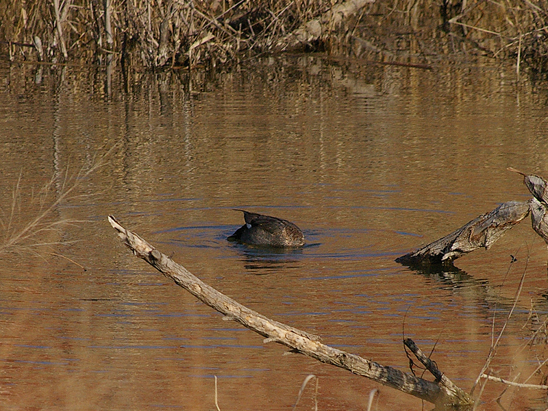 This male Gadwall is searching for food beneath the water's surface.
