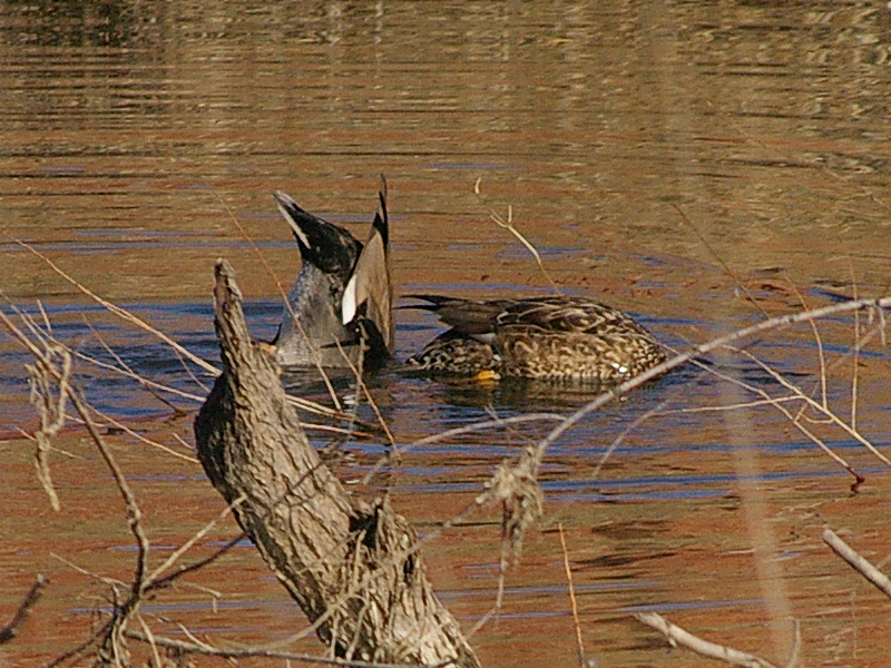 A male (left) and female (right) Gadwall feeding under the surface of the water.
