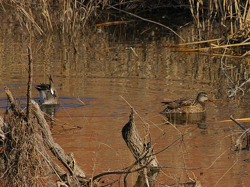 The male Gadwall continues to dabble, while the female swims away.