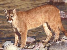 Mountain Lion - If you see one of these ANYWHERE in North Texas please report it to me!!!  The most reliable information I have suggests that there was a confirmed sighting at LLELA (south of the Lake Lewisville dam) in the 1990's.